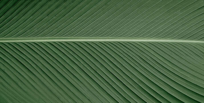 close up photo of a leaf. Green lines with a stem down the centre.